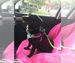 Small Labrador Retriever-Pembroke Welsh Corgi Mix