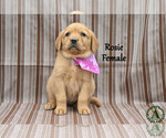 Puppy Rosie Golden Labrador