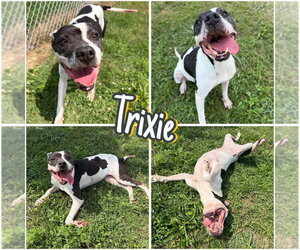 American Staffordshire Terrier Dogs for adoption in Pierceton , IN, USA