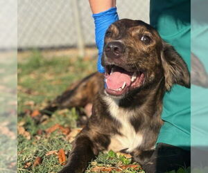 Catahoula Leopard Dog-Unknown Mix Dogs for adoption in Texas City, TX, USA