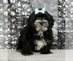 Small Photo #3 Morkie Puppy For Sale in WARSAW, IN, USA