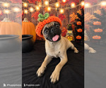 Small Photo #2 Pug Puppy For Sale in MORENO VALLEY, CA, USA