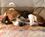 Small #2 Beagle