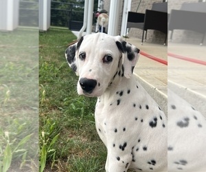 Dalmatian Puppy for sale in BEECH GROVE, IN, USA