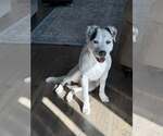 Small #2 Mutt