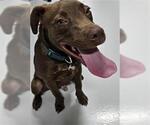 Small Labrador Retriever Mix