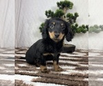 Small #3 Dachshund
