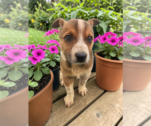 Medium Photo #7 - Mix Puppy For Sale in McKinney, TX, USA