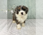 Small #3 Bernedoodle (Miniature)