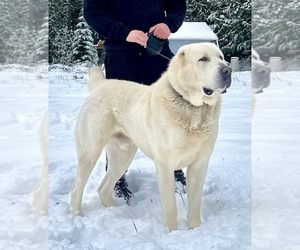 Father of the Central Asian Shepherd Dog puppies born on 10/05/2022