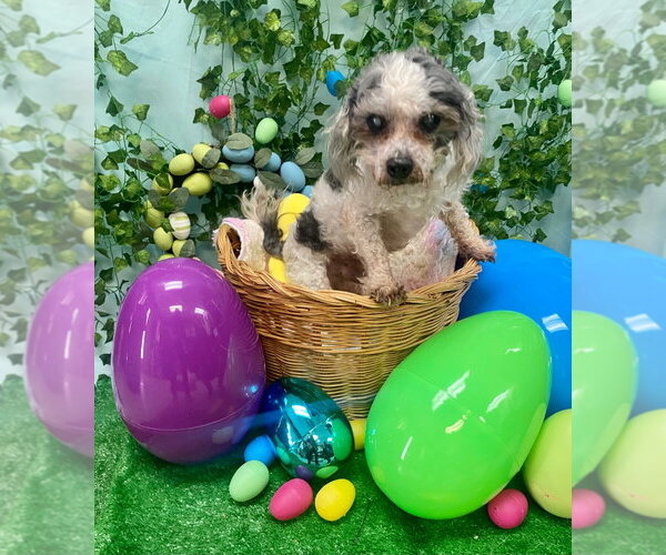 Medium Photo #3 Shih Tzu-Unknown Mix Puppy For Sale in Bryant, AR, USA