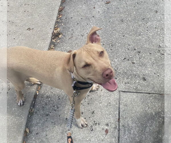 Medium Photo #3 Labrador Retriever-Unknown Mix Puppy For Sale in Sanford, FL, USA