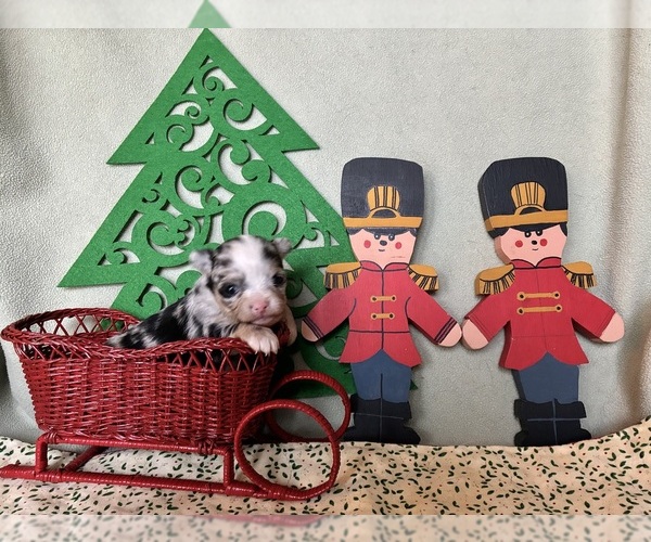 Medium Photo #5 Chihuahua Puppy For Sale in NEWVILLE, PA, USA