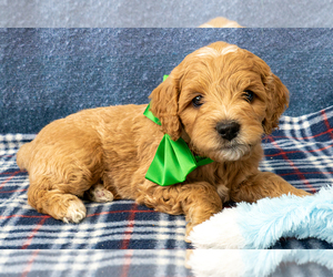 Goldendoodle (Miniature) Puppy for sale in ROY, UT, USA