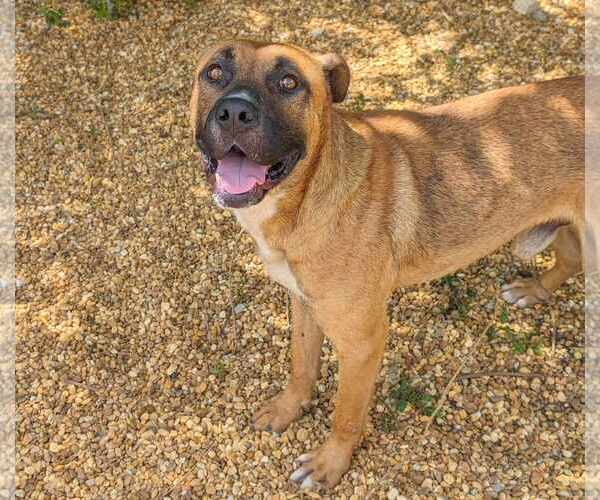 Medium Photo #6 Black Mouth Cur-Unknown Mix Puppy For Sale in Anniston, AL, USA