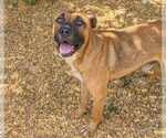 Small #5 Black Mouth Cur Mix