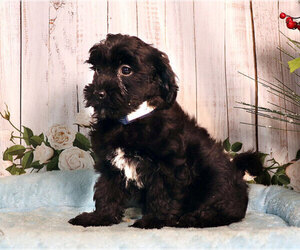 Shih-Poo Puppy for sale in PENNS CREEK, PA, USA