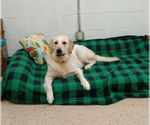 Small #2 Golden Retriever