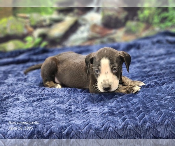 Medium Photo #11 Catahoula Leopard Dog Puppy For Sale in CUMBY, TX, USA