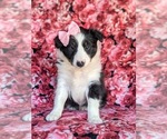Small Photo #6 Shetland Sheepdog Puppy For Sale in OXFORD, PA, USA