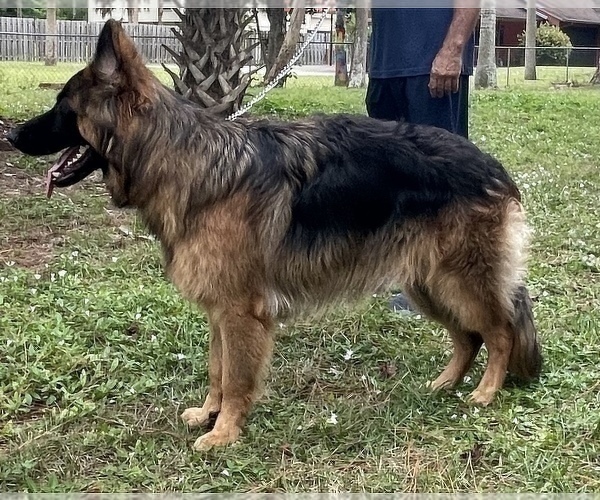 Medium Photo #3 German Shepherd Dog Puppy For Sale in FORT MYERS, FL, USA