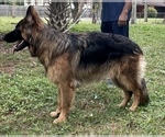 Small Photo #3 German Shepherd Dog Puppy For Sale in FORT MYERS, FL, USA