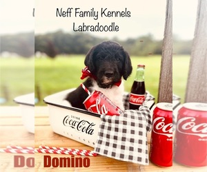 Labradoodle Litter for sale in LAKE VILLAGE, IN, USA