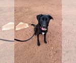 Small Photo #10 Labrador Retriever-Unknown Mix Puppy For Sale in San Diego, CA, USA