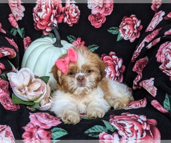 Medium Photo #4 Shih Tzu Puppy For Sale in OXFORD, PA, USA