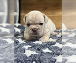 Small Photo #5 French Bulldog Puppy For Sale in ALEXANDRIA, VA, USA