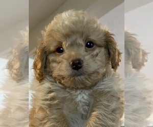 Maltipoo Puppy for sale in RENO, NV, USA