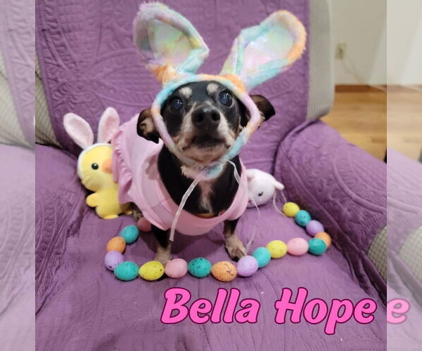 Medium Photo #69 Dachshund-Unknown Mix Puppy For Sale in San Antonio, TX, USA