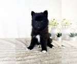 Small #2 Pomsky