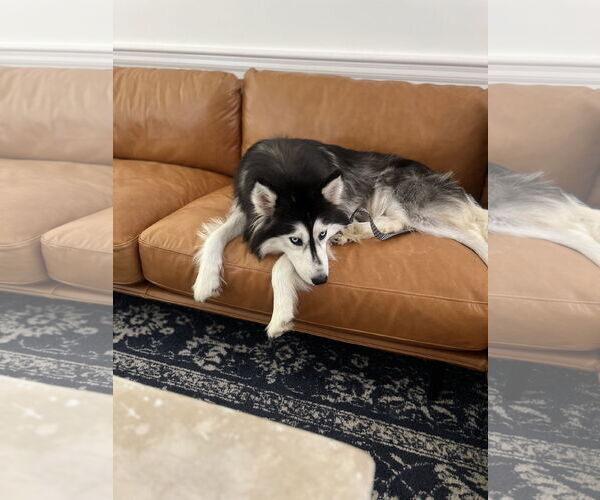 Medium Photo #5 Siberian Husky Puppy For Sale in Cary, NC, USA
