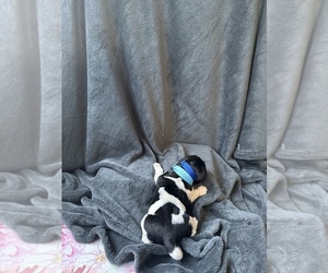 Newfoundland Puppy for sale in SAXTONS RIVER, VT, USA