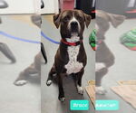 Small American Pit Bull Terrier-Labrador Retriever Mix