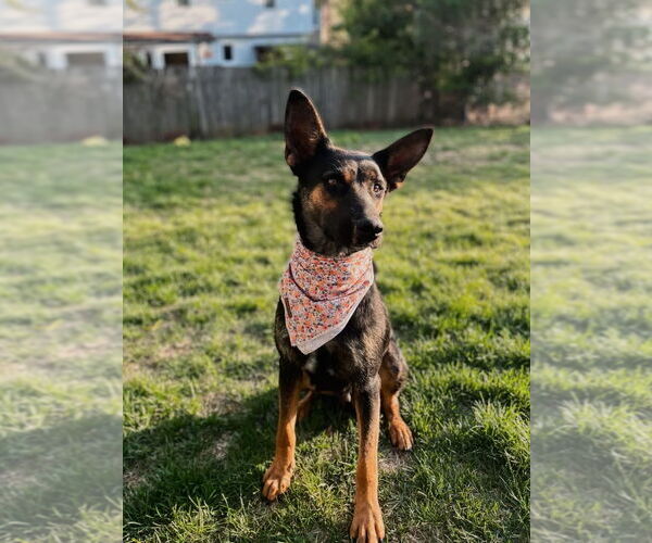 Medium Photo #1 German Shepherd Dog-Unknown Mix Puppy For Sale in Omaha, NE, USA
