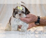 Small #2 Shih Tzu