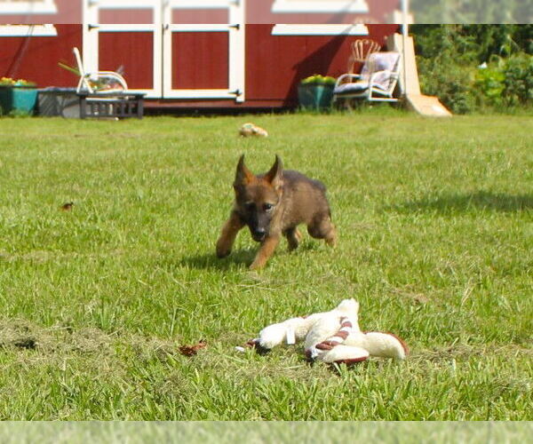 Medium Photo #3 German Shepherd Dog Puppy For Sale in Holly Hill, SC, USA