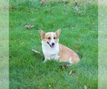Small Photo #1 Pembroke Welsh Corgi Puppy For Sale in COATESVILLE, PA, USA