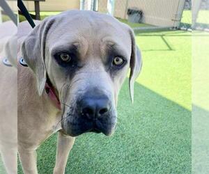 Bullmastiff-Unknown Mix Dogs for adoption in Camarillo, CA, USA