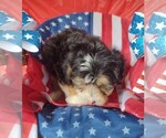 Small #4 Aussiedoodle Miniature 