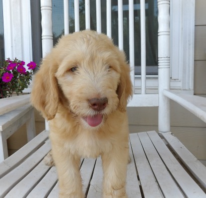 Medium Photo #1 Goldendoodle Puppy For Sale in COMER, GA, USA