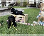 Small Photo #12 Labrador Retriever Puppy For Sale in MIAMI, FL, USA