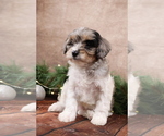 Small #5 Cavapoo (Toy)