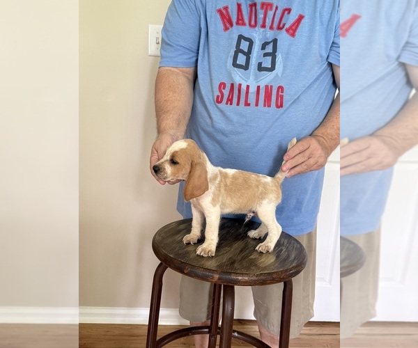 Medium Photo #1 Beagle Puppy For Sale in hazlehurst, GA, USA