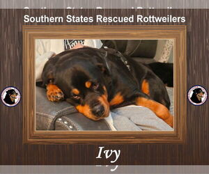 Rottweiler Dogs for adoption in White Hall, AR, USA