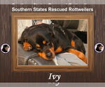 Small Rottweiler