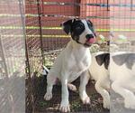 Small American Staffordshire Terrier Mix