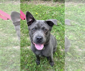 Chow Chow-Unknown Mix Dogs for adoption in Williamsburg, IA, USA